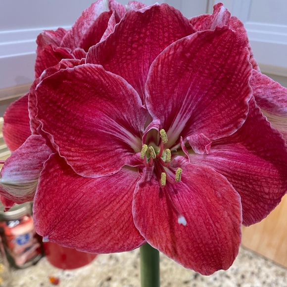 Meet your Posher, Shar - Picture 4 of 7